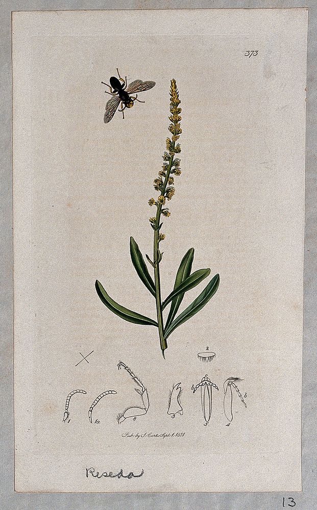 Dyer's rocket plant (Reseda luteola) with an associated insect and its anatomical segments. Coloured etching, c. 1831.