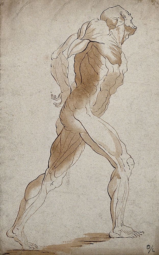 An écorché male figure, lateral view seen from the right. Pen and ink drawing.