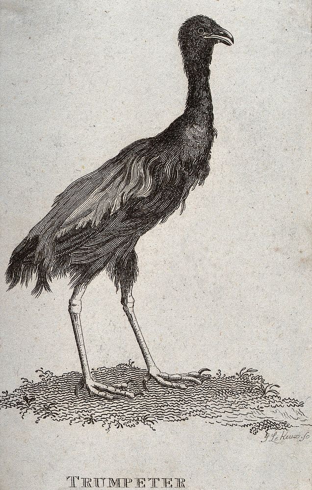 A trumpeter (large black South American cranelike bird of the genus Psophia). Etching by J. Le Keux.
