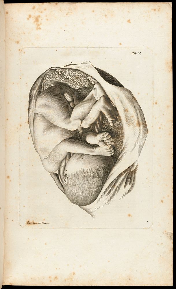 Icones uteri humani observationibus illustratae / [Johann Georg Roederer].