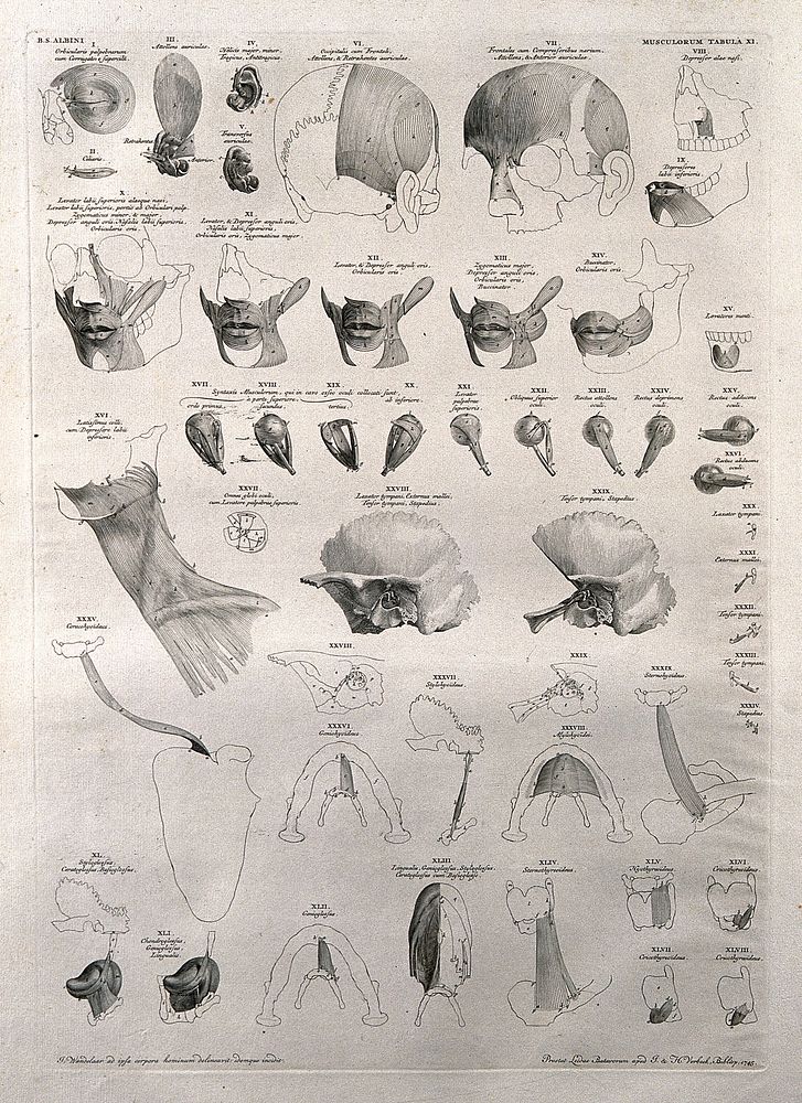 Muscles of the head, face, neck, jaw and eye: forty-eight figures. Line engraving by J. Wandelaar, 1745.