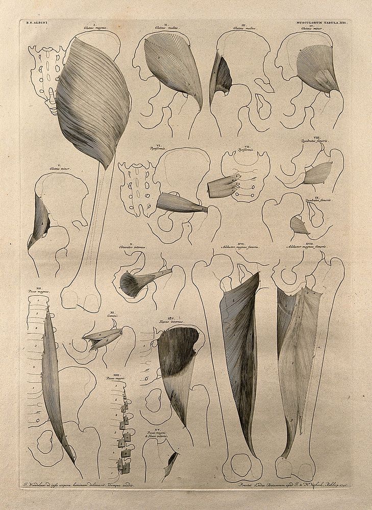Muscles and bones of the pelvis and upper leg: seventeen figures. Line engraving by J. Wandelaar, 1746.