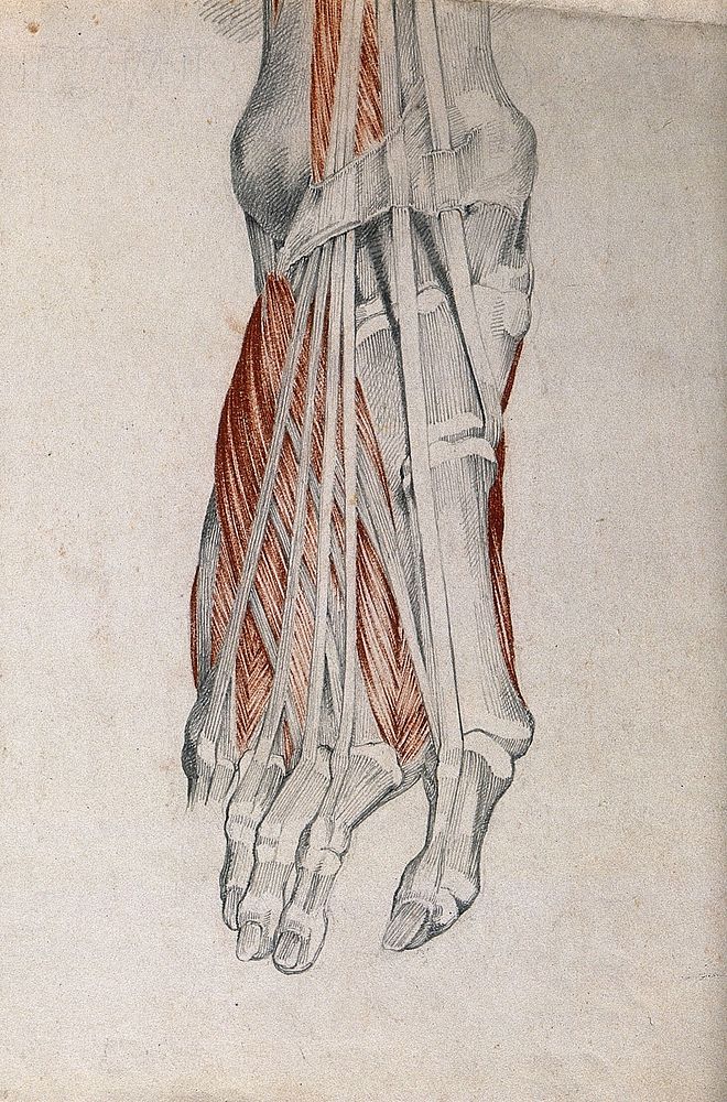 Muscles and tendons of the foot and hand: two figures. Red chalk and pencil drawing by or associated with A. Durelli, ca.…