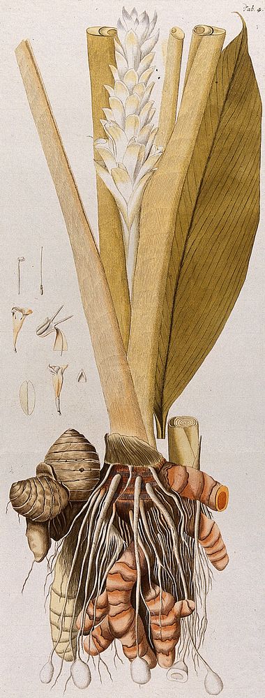 Tumeric (Curcuma longa L.): rhizome with flowering stem and separate leaf and floral segments. Coloured engraving after F.…
