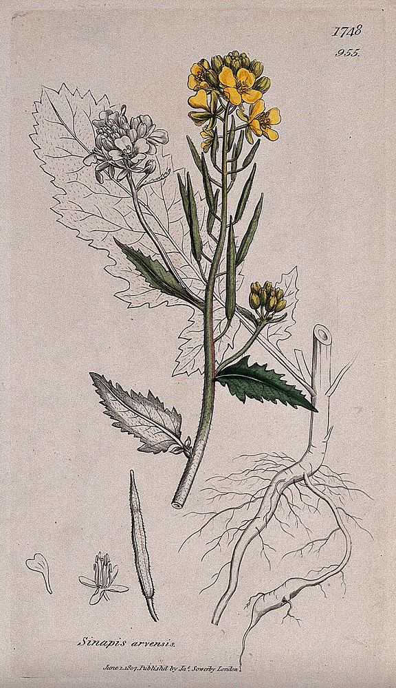 Charlock (Sinapis arvensis): flowering stem, root and floral segments. Coloured engraving after J. Sowerby, 1807.