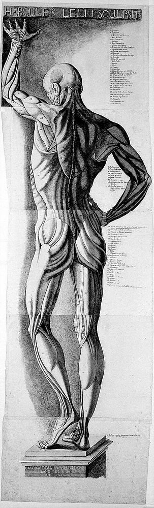 Anatomical figure: posterior view écorché | Free Photo Illustration ...