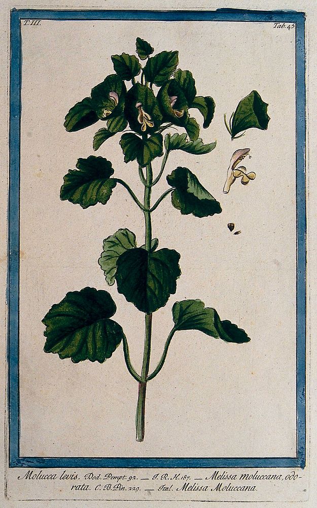 Shell flower or bells of Ireland (Moluccella laevis L.): flowering stem with separate floral segments. Coloured etching by…