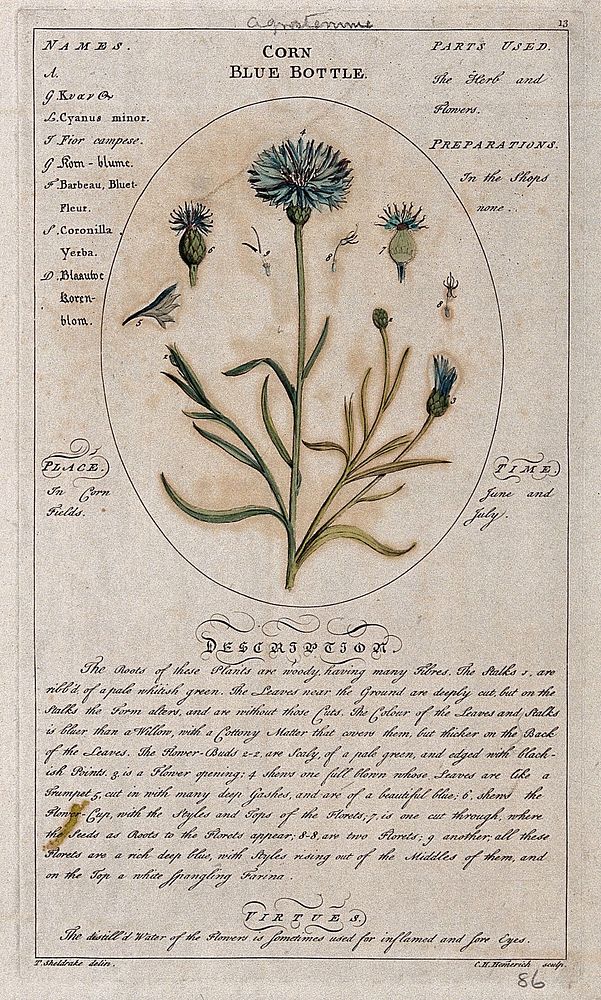 Cornflower or bachelor's-buttons (Centaurea cyanus L.): flowering stem with separate floral segments and a description of…