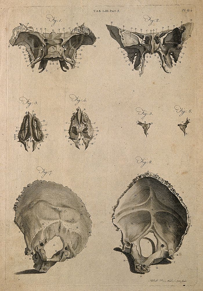 Bones of the skull: eight figures. Line engraving by A. Bell, 1798, after J.-J. Sue.