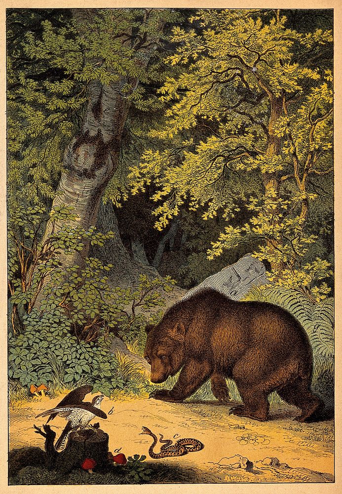 A brown bear walks past a buzzard eating its prey and an adder hissing at the buzzard. Colour lithograph.