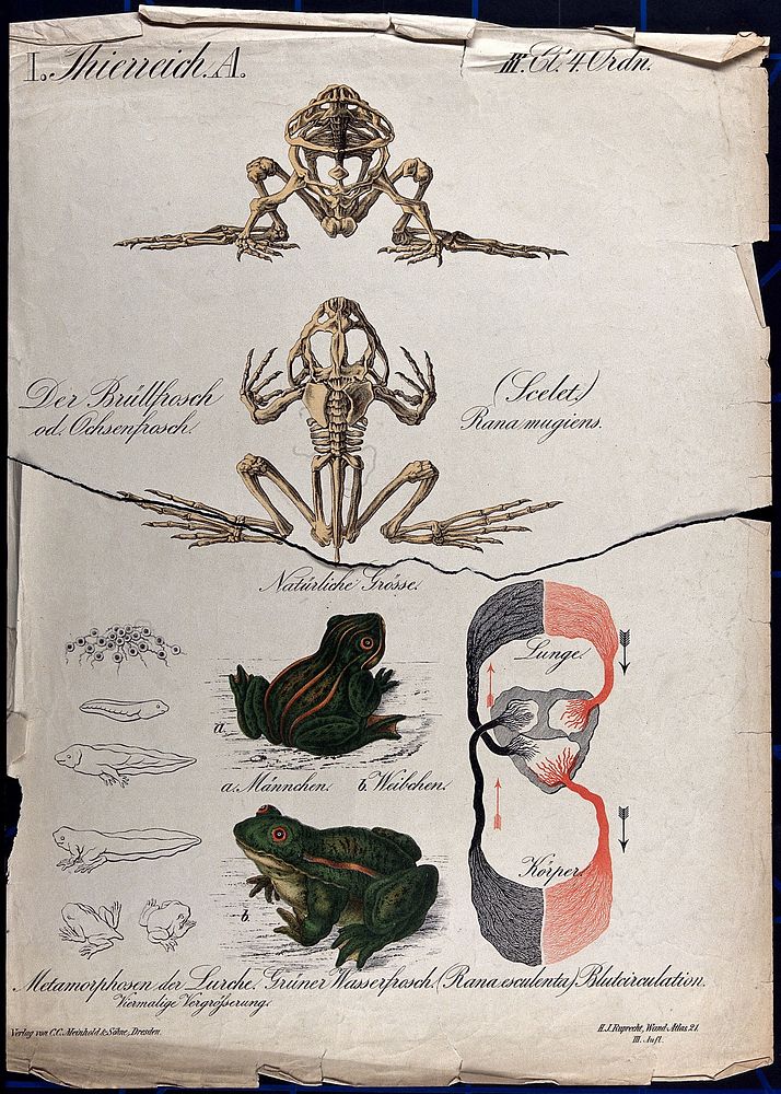 Frogs: eleven figures showing the skeleton, circulatory system, and stages of development of the frog. Chromolithograph by…