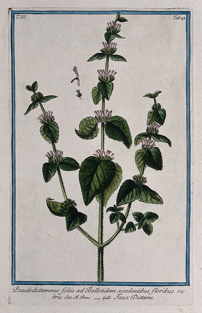 False dittany (Ballota acetabulosa (L.) Benth.): flowering stem with separate floral segments. Coloured etching by M.…