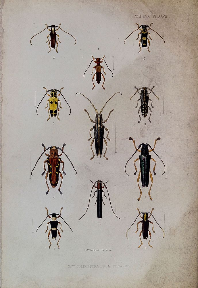 Eleven colourful beetles from Penang. Coloured etching by E. W. Robinson, ca. 1866, after himself.
