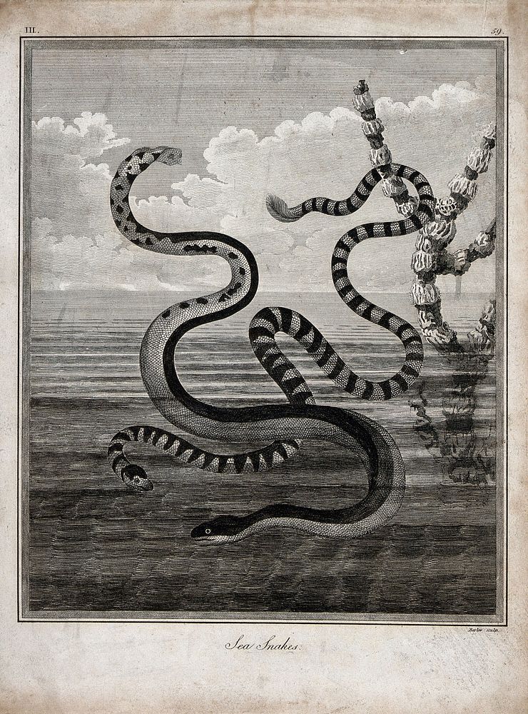Two sea snakes with their tails in the air. Engraving by J. Barlow.