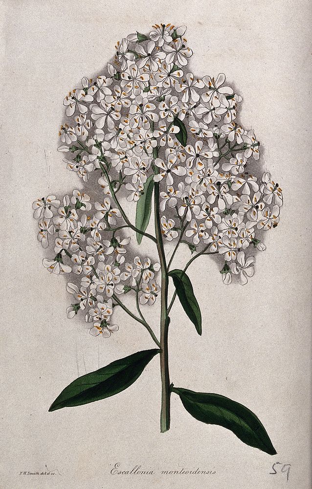 A plant (Escallonia montevidensis): flowering stem. Coloured etching by F. Smith, c. 1834, after himself.