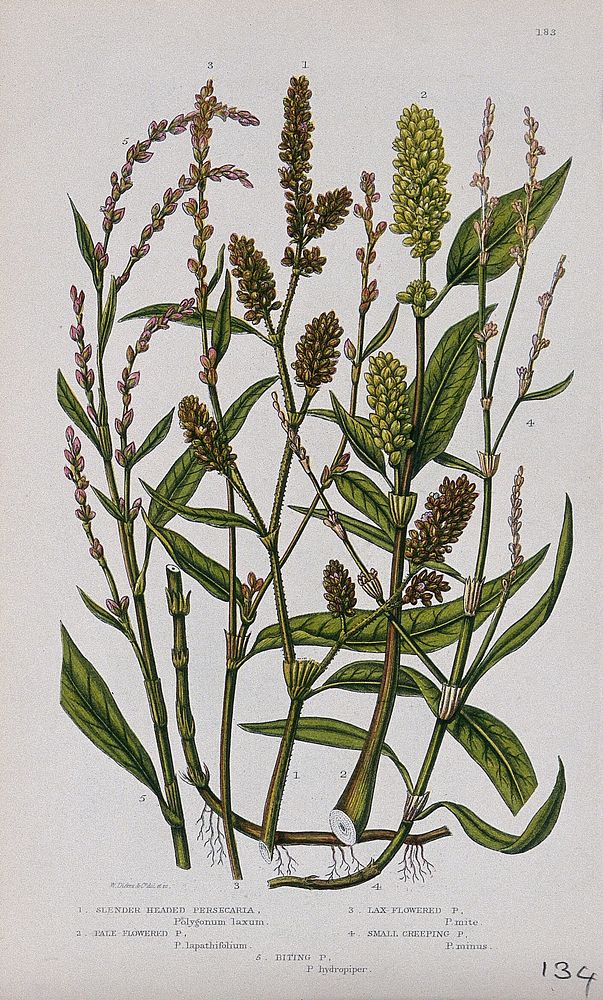 Five flowering plants, including water pepper (Polygonum hydropiper) and redleg (Polygonum persicaria). Chromolithograph by…