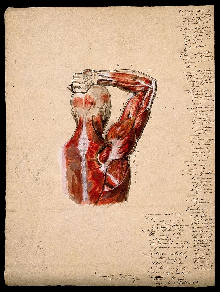 Muscles of the arm, shoulder and chest, back view: male écorché figure holding right arm over his head, with small pencil…