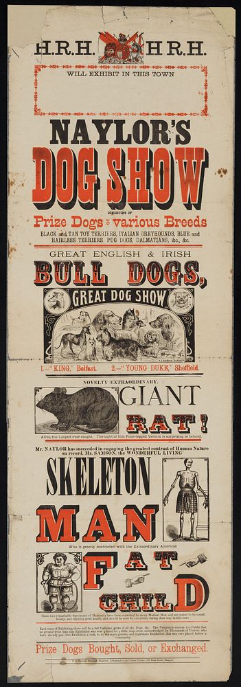 Naylor's Dog Show consisting of prize dogs of various breeds... : novelty extraordinary giant rat... : Mr. Samson, the…