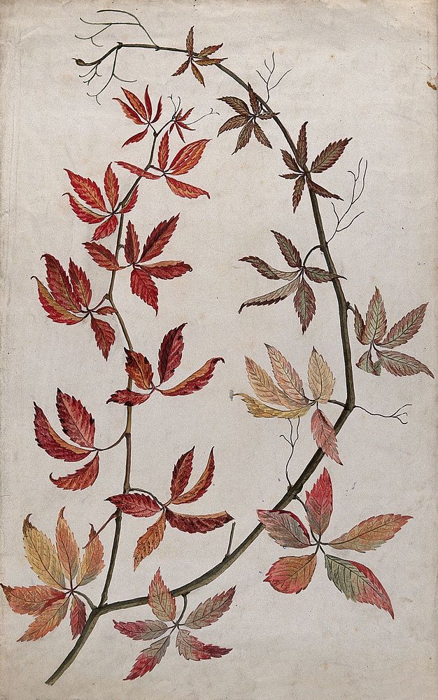 Virginia creeper (Parthenocissus quinquefolia): stem with coloured autumn leaves. Watercolour.
