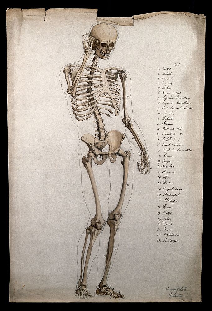 Male skeleton, front view, with right hand raised to its face. Pen and ink drawing with sepia wash, by H. Goodall, 1860/1870.