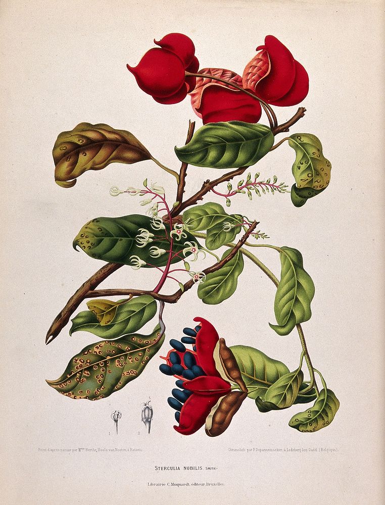 A plant (Sterculia nobilis Smith.): flowering and fruiting branch with separate numbered flower sections. Chromolithograph…