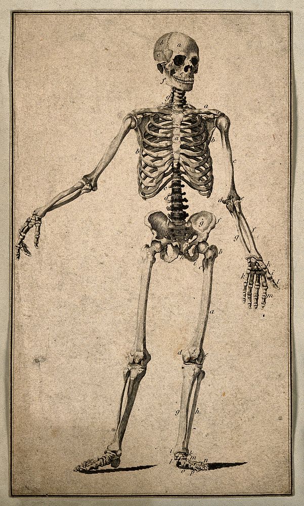 Human skeleton with right arm extended: front view. Engraving, 18--.