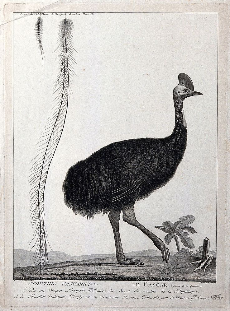 A cassowary walking next to a display of its feathers and a skeletal foot. Etching by S. Miger, ca. 1808, after N. Maréchal.