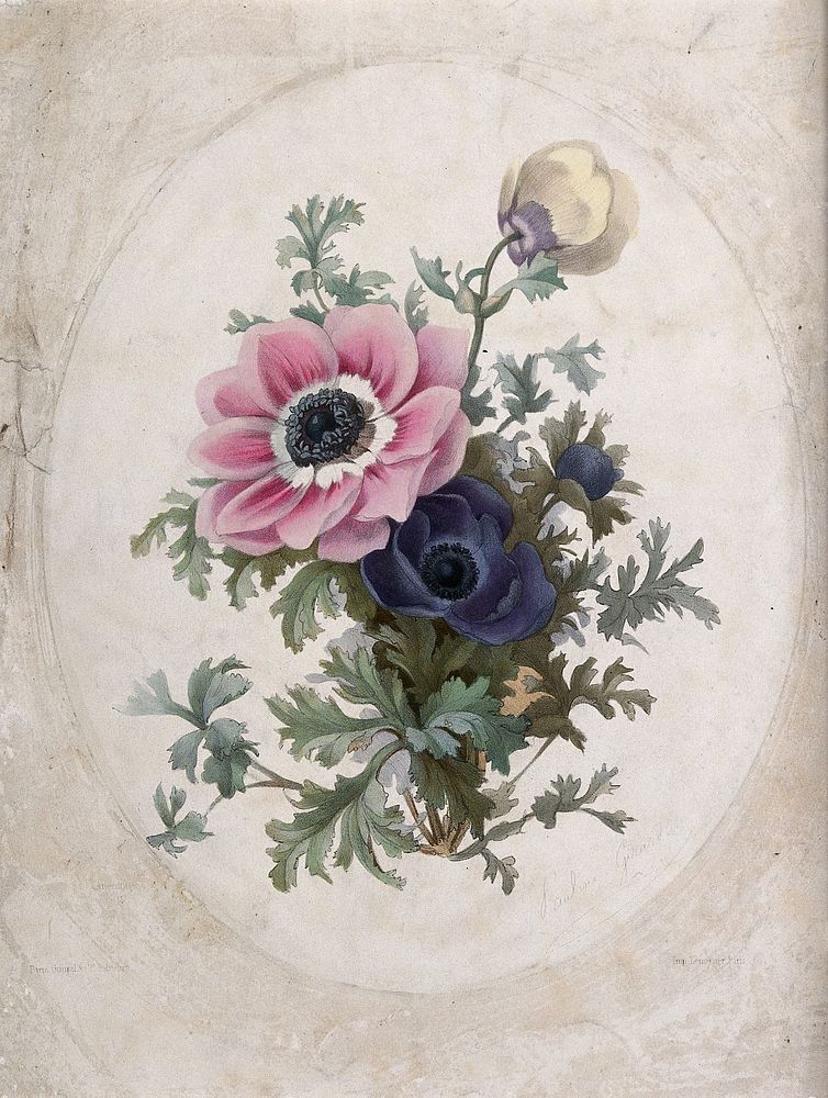 Two flowering anemones. Coloured lithograph, c. 1850.