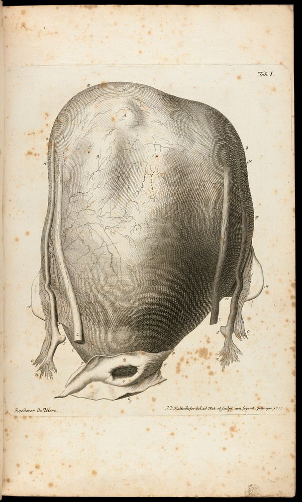 Icones uteri humani observationibus illustratae / [Johann Georg Roederer].