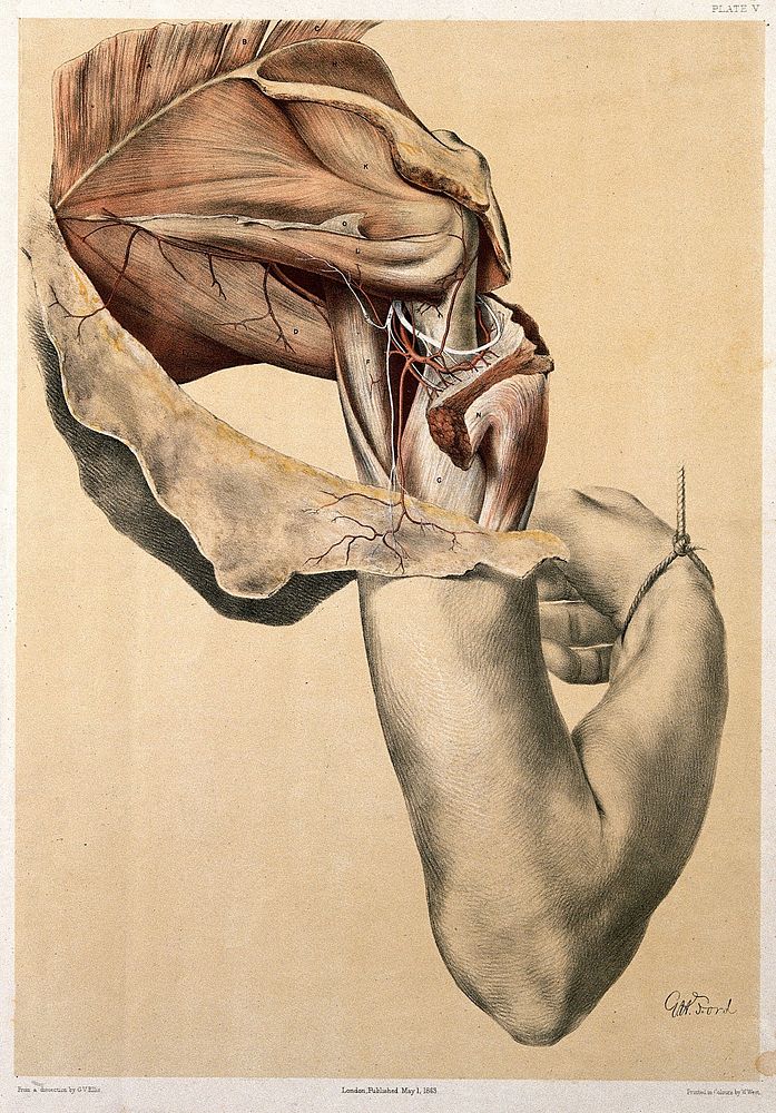 Dissection of the shoulder. Colour lithograph by G.H. Ford, 1863.