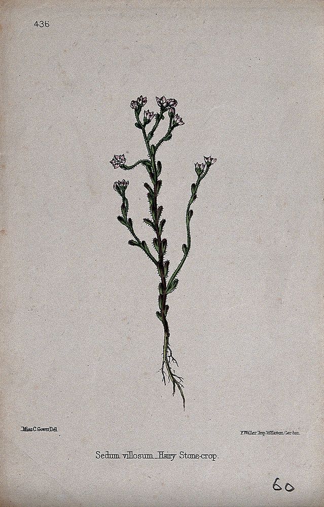 A stonecrop (Sedum villosum): entire flowering plant. Coloured lithograph, c. 1863, after C. Gower.