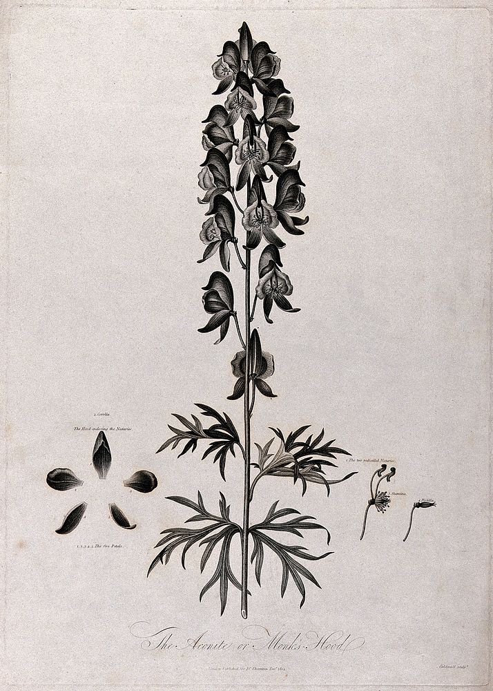 Aconite or monkshood (Aconitum napellus L.): flowering stem with separate labelled floral segments. Engraving by J.Caldwall…