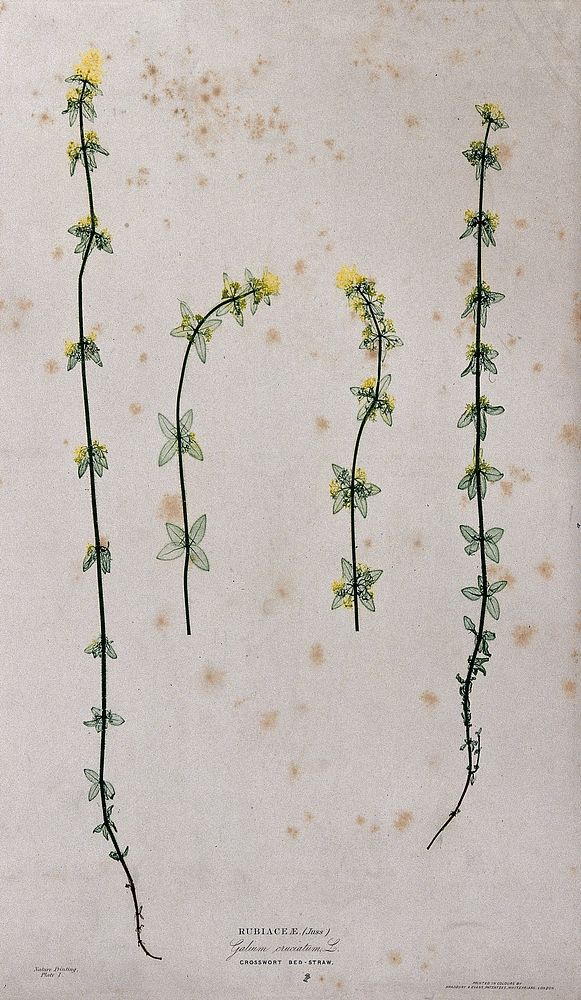 Crosswort or bedstraw (Galium cruciata): four flowering stems. Colour nature print by H. Bradbury.