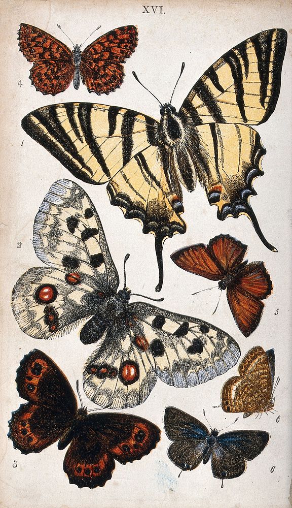 Six butterflies, including a swallowtail, fritillary and northern brown. Coloured lithograph.