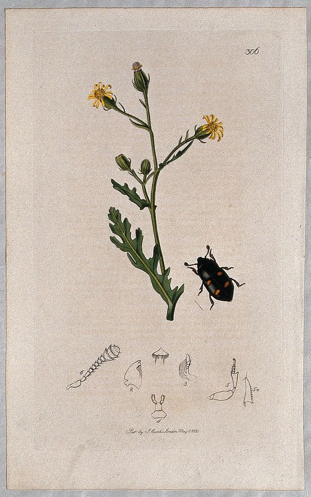 A groundsel plant (Senecio viscosus) with an associated beetle and its abdominal segments. Coloured etching, c. 1830.