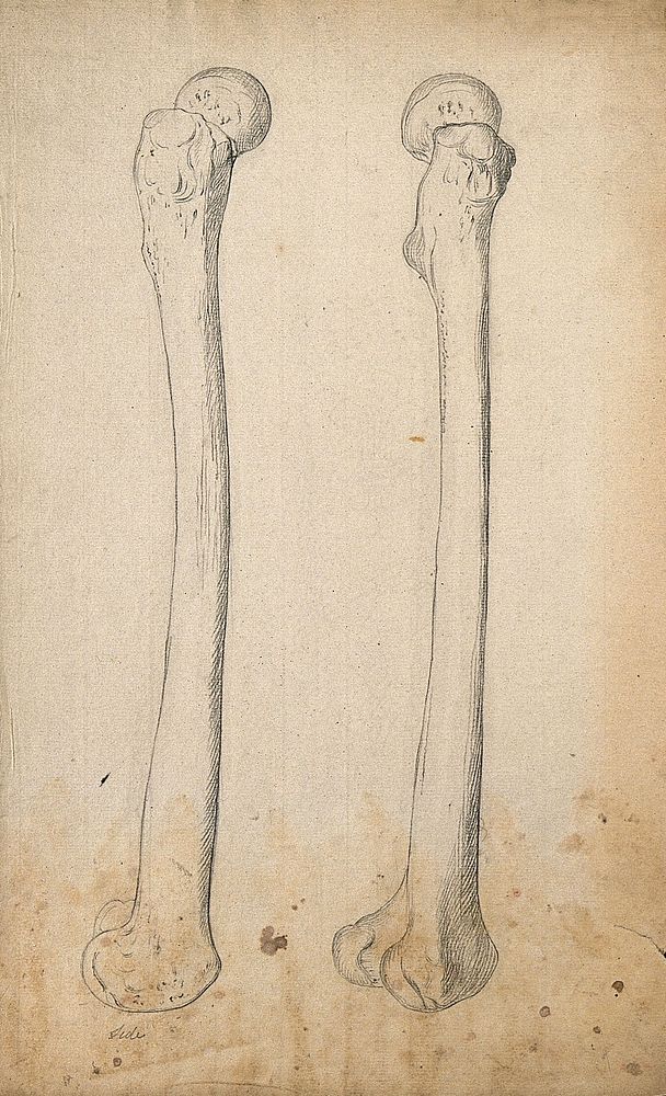 Right femur (thigh-bone), right side view: two figures. Pencil drawing, ca. 1804.