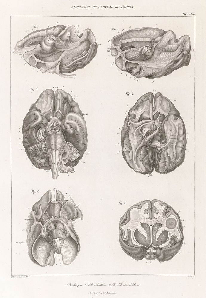 Anatomie comparée du système nerveux considéré dans ses rapports avec l'intelligence / Par Fr. Leuret et P. Gratiolet.…