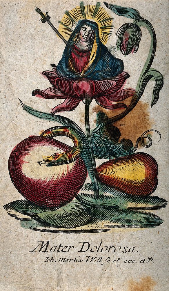 The Virgin of Sorrows in the blossom of a flower, underneath an apple, a pear and the serpent. Coloured etching by Joh[ann]…