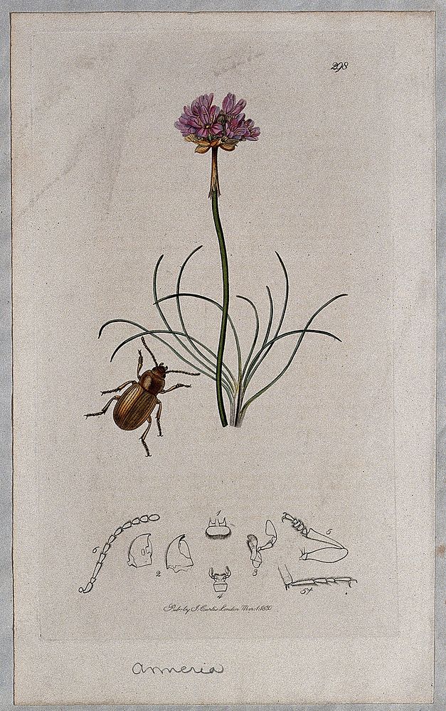 Thrift flower (Armeria species) with an associated insect and its abdominal segments. Coloured etching, c. 1830.