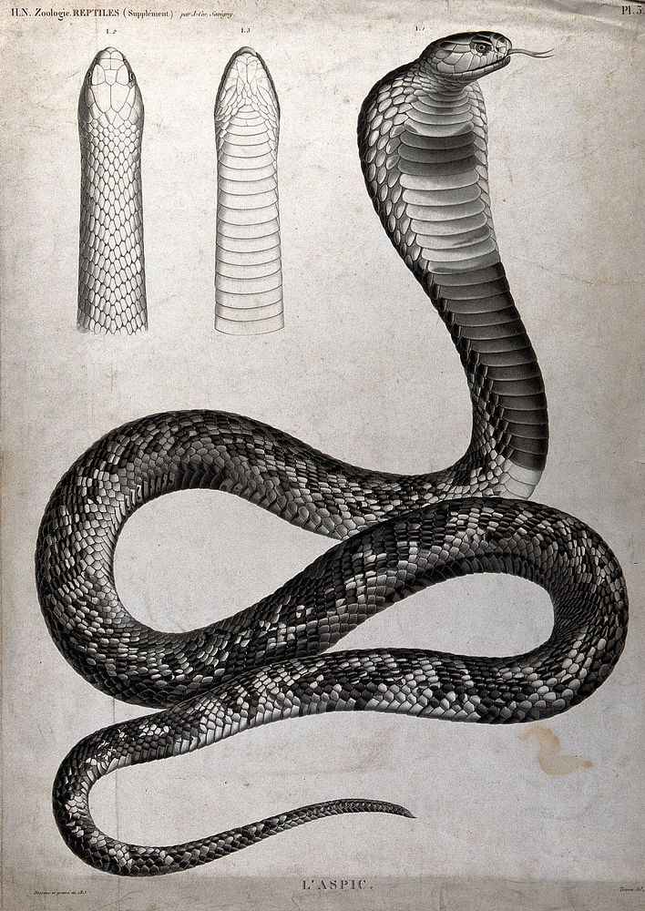 Asp: three figures, one illustrating the snake in its entirety, the other two showing its head, viewed from above and below.…