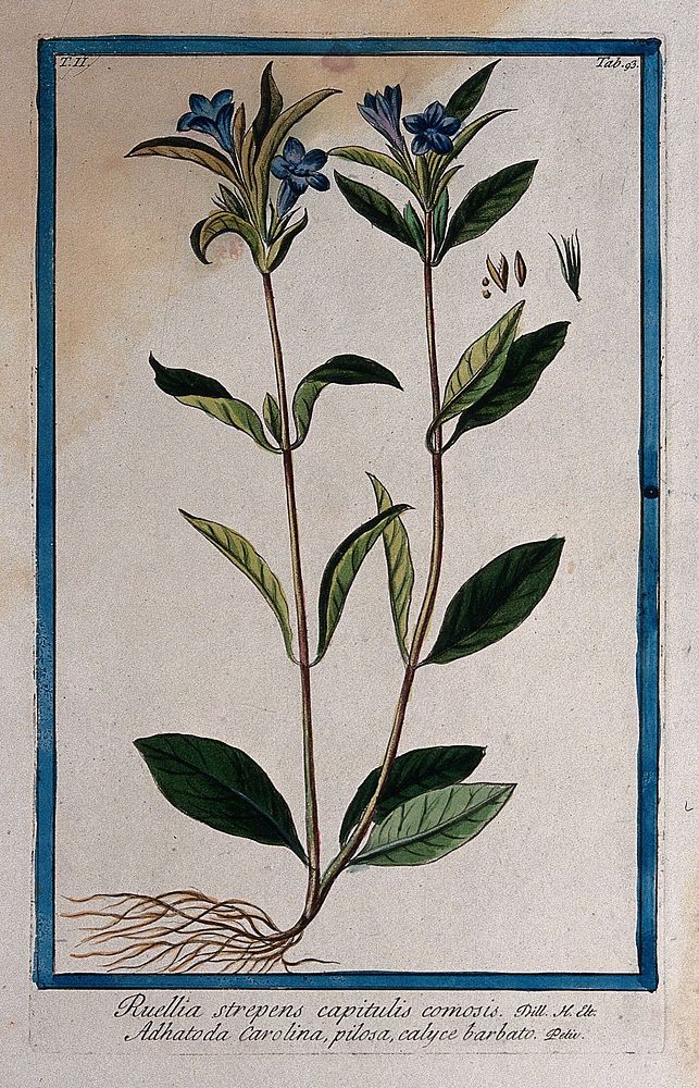 A species of the genus Ruellia: entire flowering plant with separate sectioned fruit and seed. Coloured etching by M.…