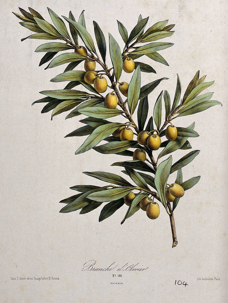 An olive plant (Olea europea): fruiting branch. Coloured lithograph by B. Chirat, c. 1850, after himself.