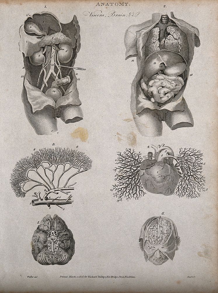 Viscera, heart, brain and blood vessels: six figures, including two views of a dissected torso. Line engraving by Heath…