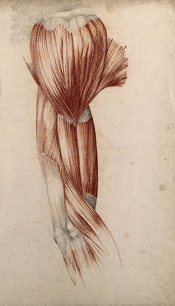 Muscles of the upper arm and shoulder. Red chalk and pencil drawing by or associated with A. Durelli, ca. 1837.