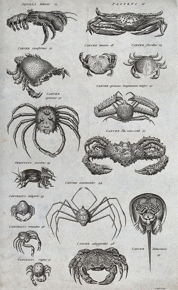 Thirteen types of crab and two other marine crustaceans. Engraving by I. Taylor.