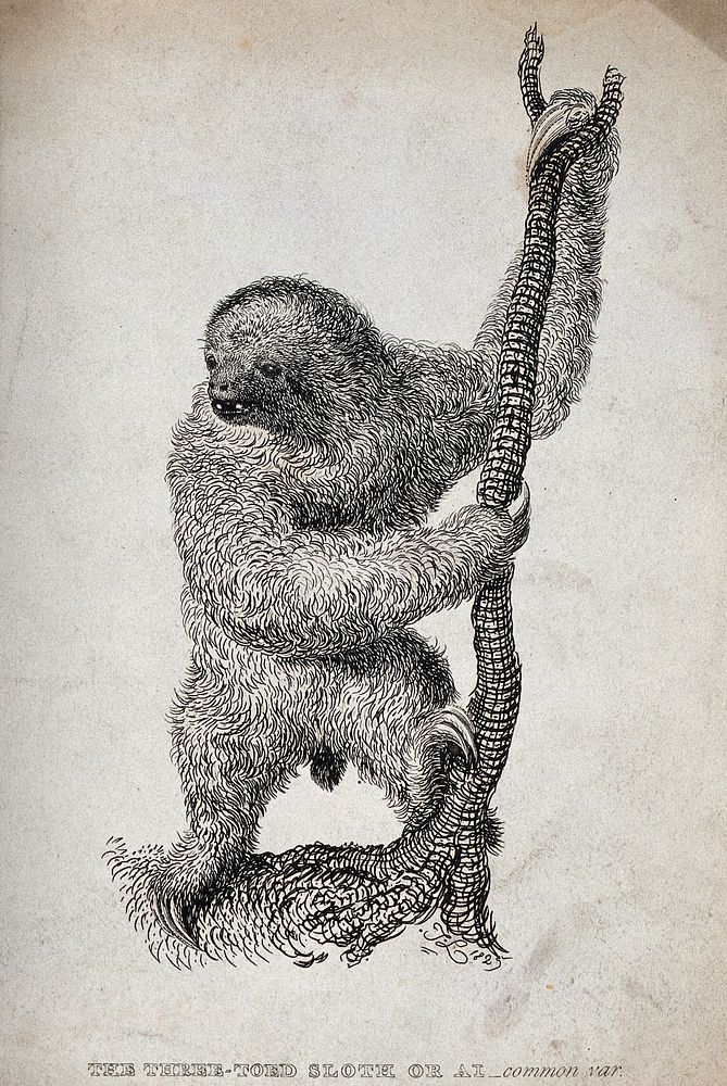 A three-toed sloth or ai (Bradypus tridactylus). Etching by J L., 1825.