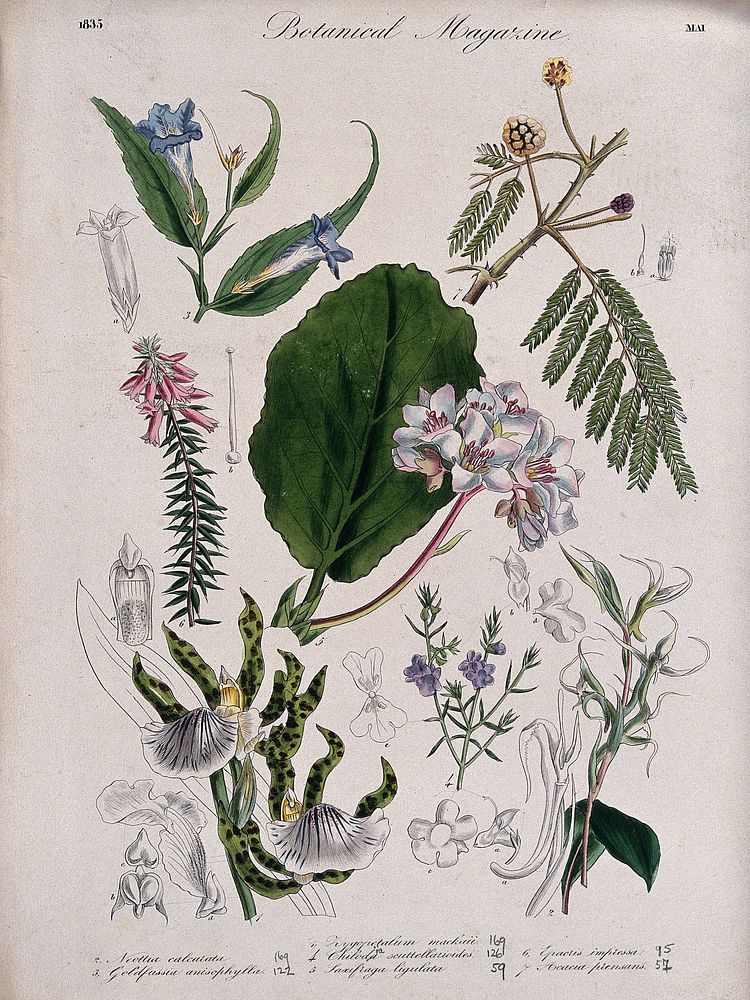 Seven garden plants, including two orchids: flowering stems and floral segments. Coloured etching, c. 1835.