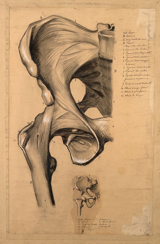The pelvis, front view: two studies, showing the bones and ligaments of the right-hand side of the pelvis. Pencil and black…