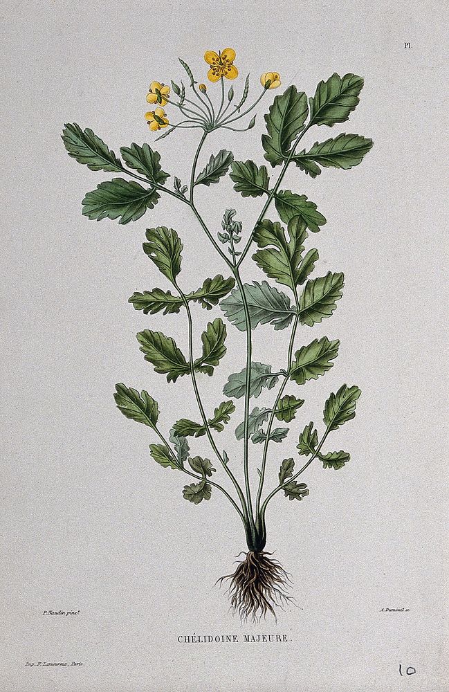 Greater celandine (Chelidonium majus): entire flowering and fruiting plant. Coloured etching by A. Duménil, c. 1865, after…