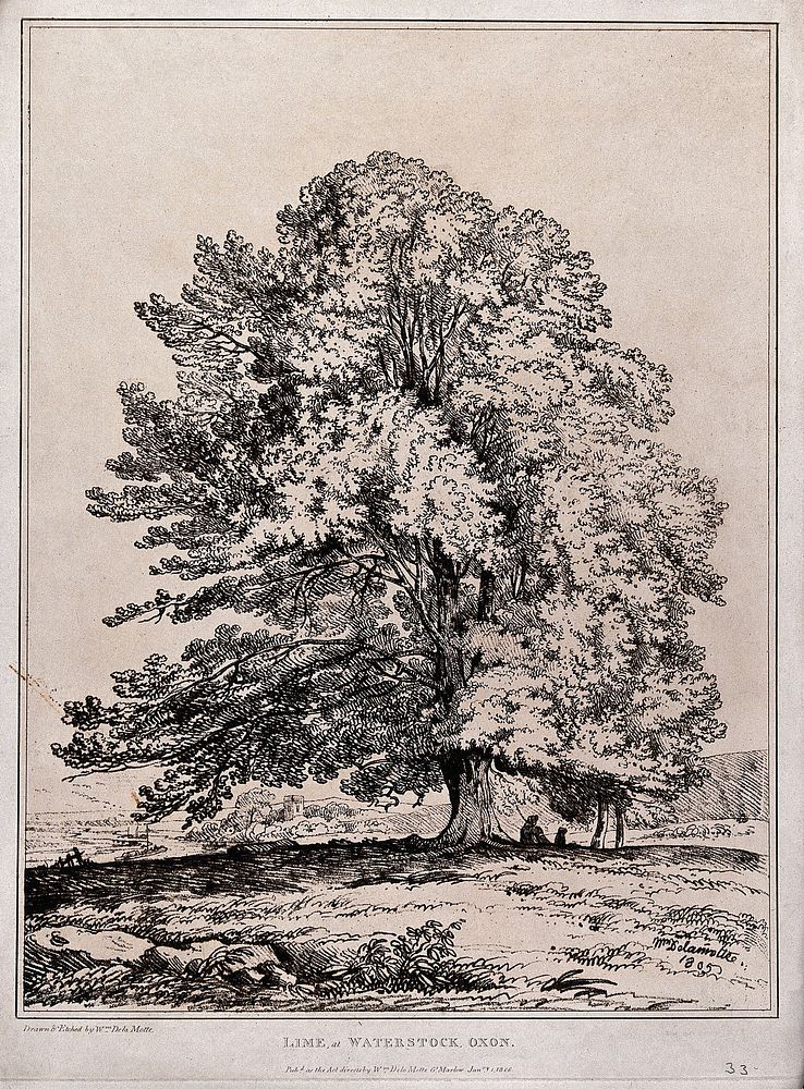 Lime tree (Tilia sp.) in open landscape at Waterstock, Oxfordshire. Soft-ground etching by W. Delamotte, 1805.